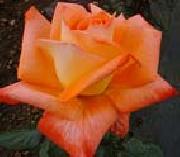 unknow artist Realistic Orange Rose oil painting reproduction
